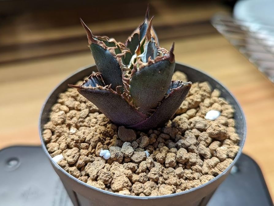 値下げ】コレクション株 レッドキャットウィーズル ボールタイプ 極上