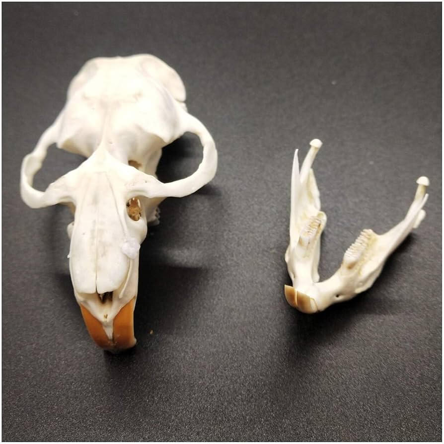 Amazon.co.jp: 頭蓋骨標本 - 本物のネズミの頭蓋骨モデル - 動物の