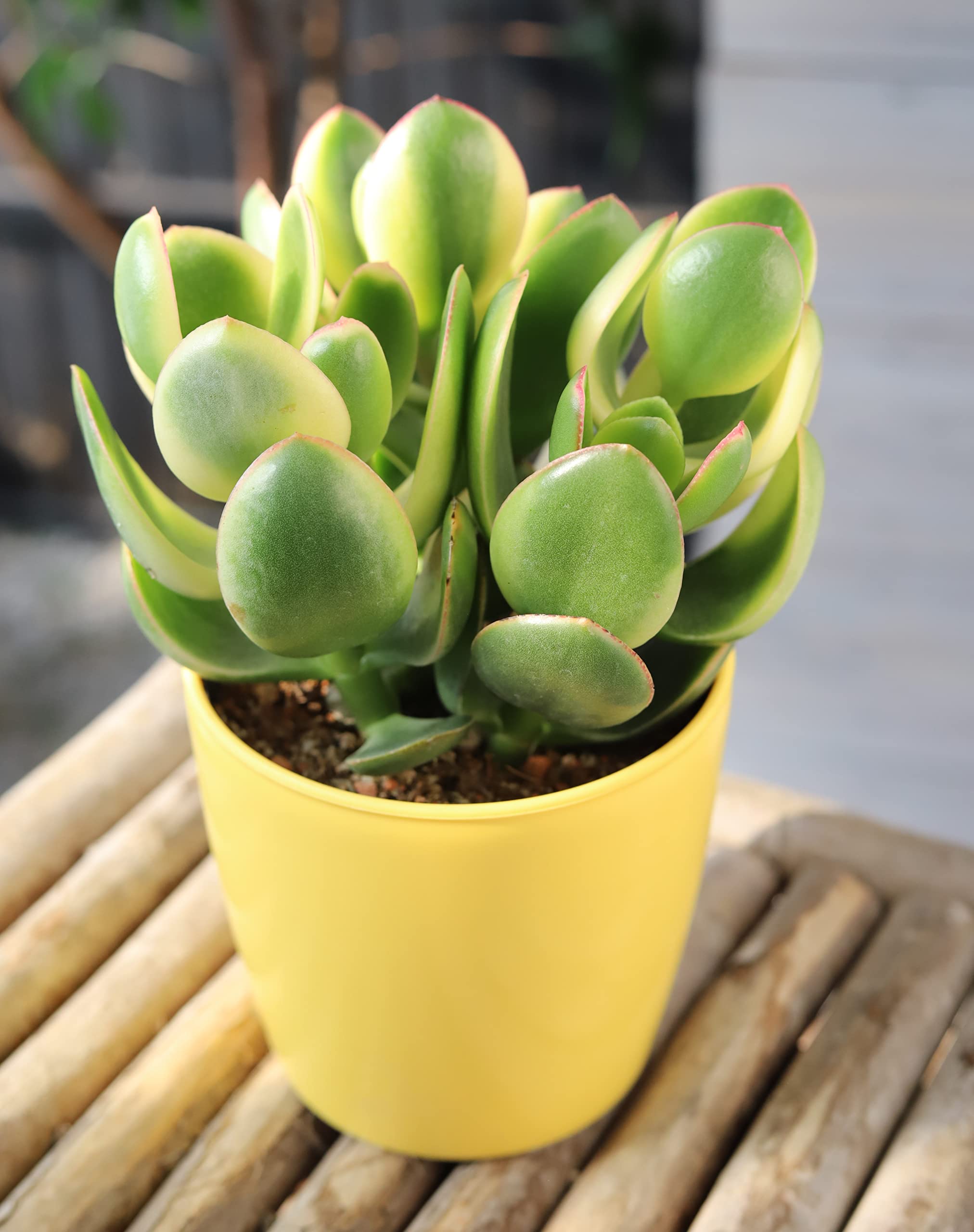 Amazon | はなみどり 金のなる木 シンシン 11cm 黄色プラ鉢 1鉢 観葉