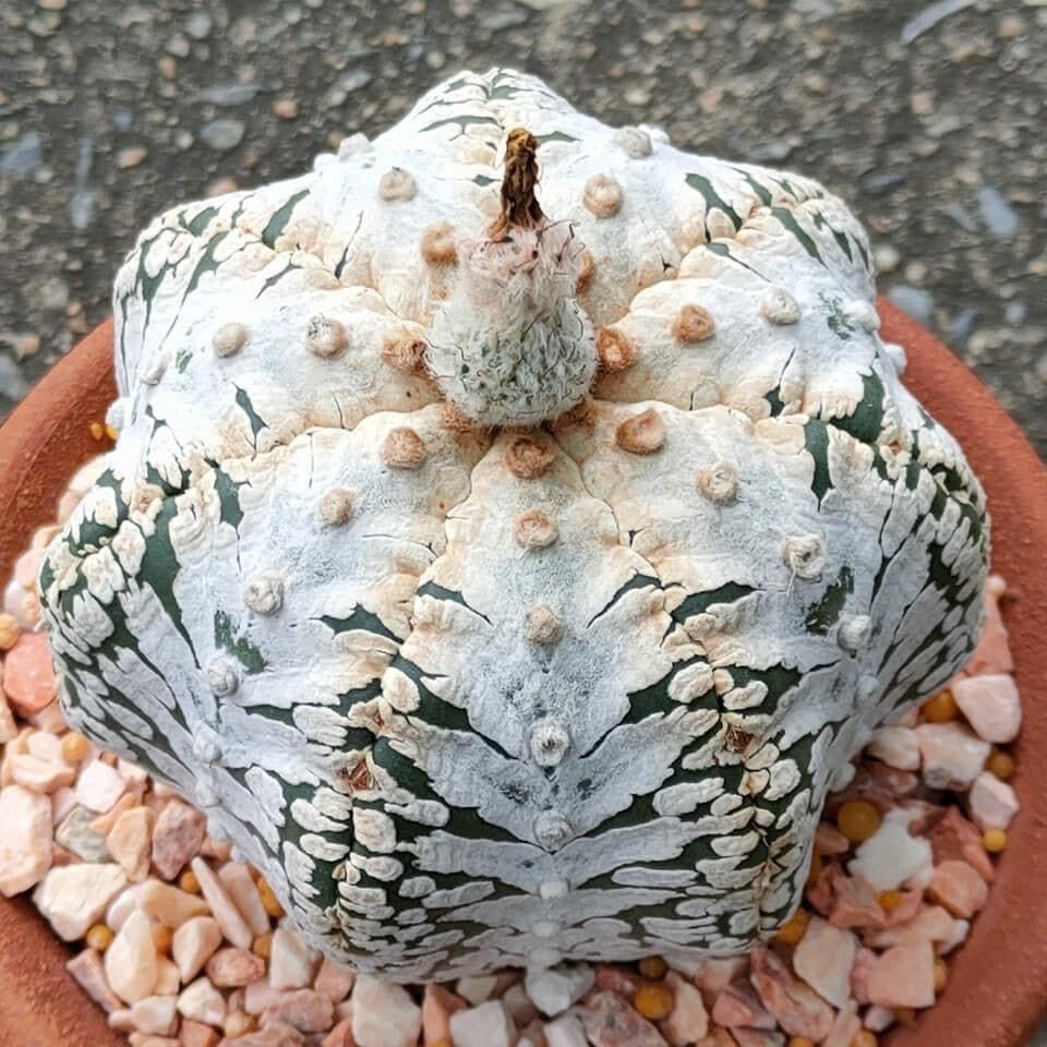 Amazon.co.jp: アストロフィツム スーパー兜 V タイプ 種子＝ 30粒