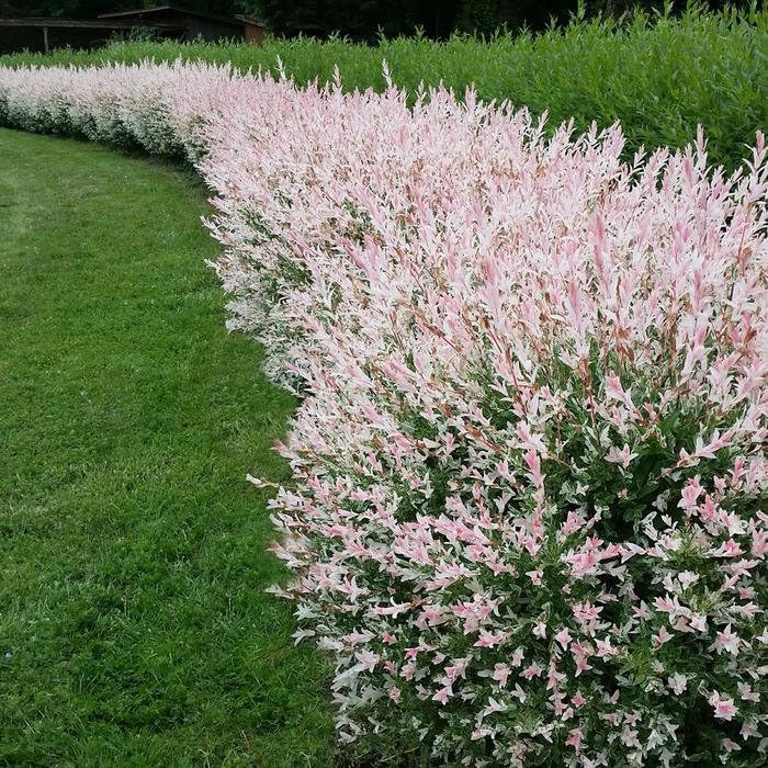 Amazon.com : 2 Japanese Dappled Nishiki Willow Shrub - 6-12