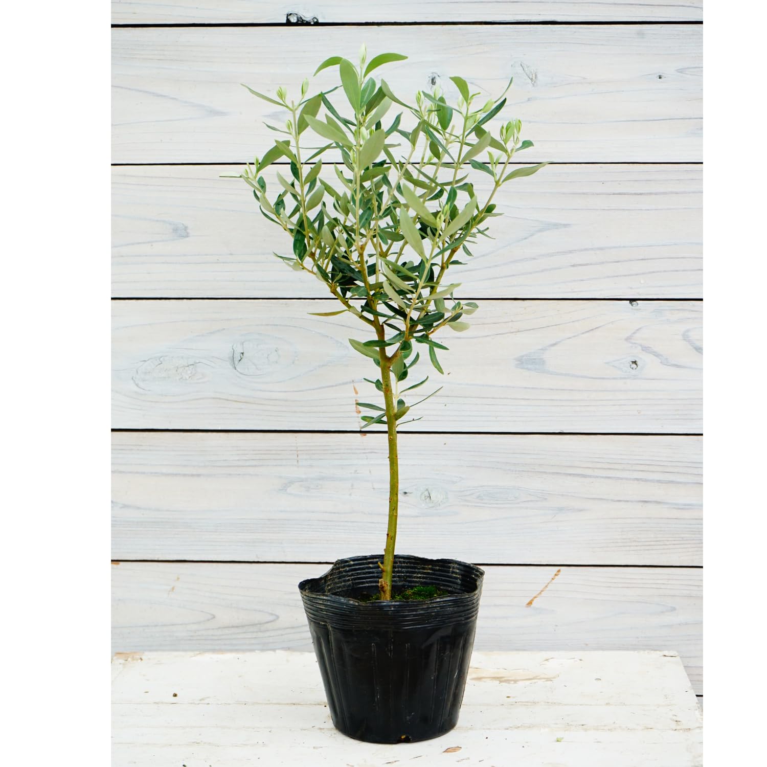 Amazon | オリーブ シプレッシーノ 2年生苗 5寸 1株 寒さに強い