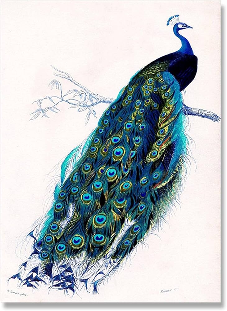 Amazon.co.jp: キャンバス絵画孔雀鳥イラストプリントヴィンテージ