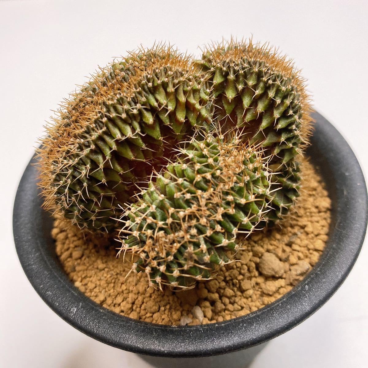 Amazon.co.jp: LB2178綴化！ビッグサイズ！多肉植物 サボテン