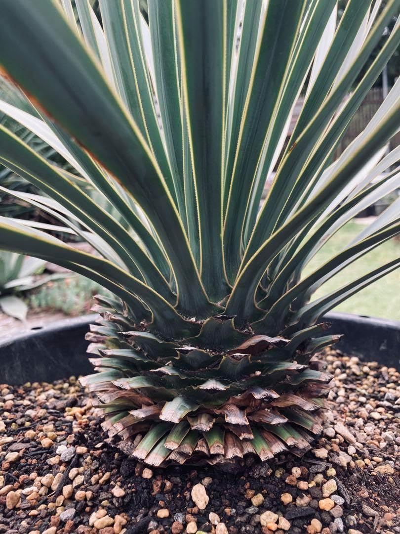 耐寒性ユッカロストラータ青白ハイブリッド◇ドライガーデン多肉