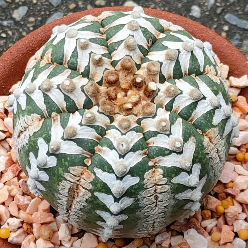 Amazon.co.jp: アストロフィツム スーパー兜 V タイプ 種子＝ 30粒