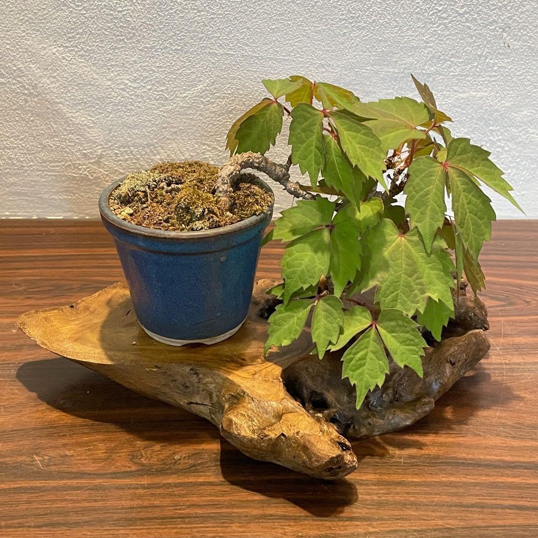 Amazon.co.jp: 866 花台 盆栽台 流木インテリア 生け花 : おもちゃ