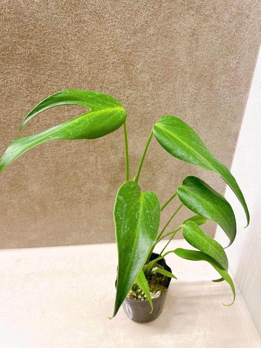 究極美味、215cmモンスター苗◇ドワーフ・マッサンバナナ☆耐寒性強