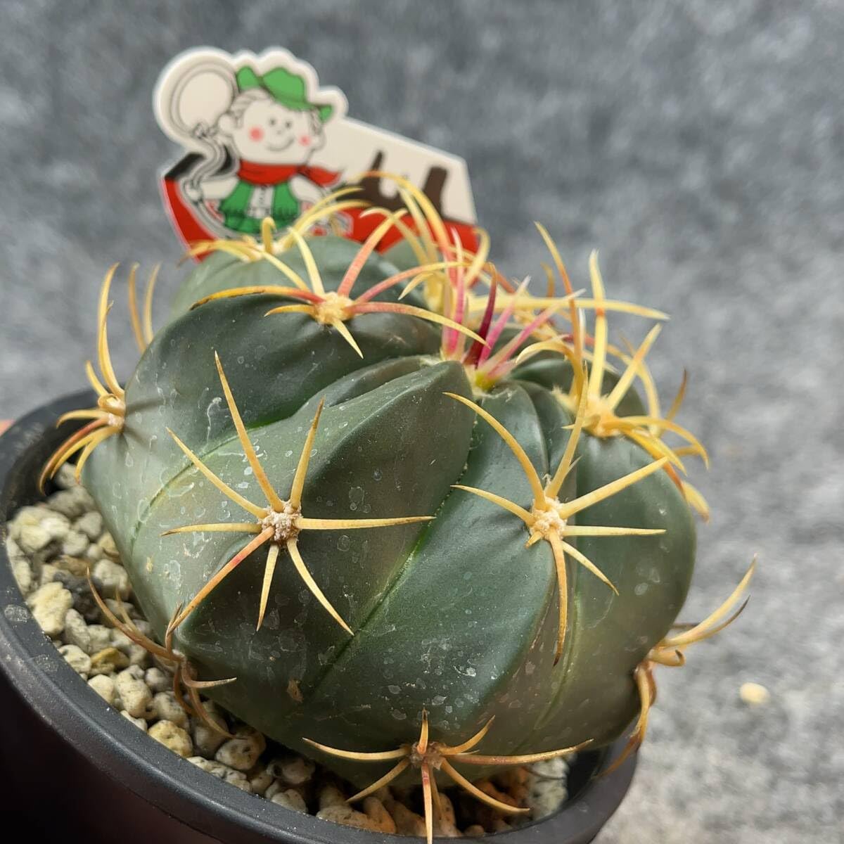 Amazon.co.jp: 鉢ごと発送フェロカクタス赤城 Ferocactus macrodiscus3