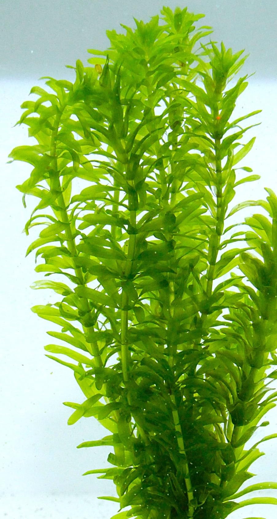 Amazon.co.jp: [水草] 国産 アナカリス30本 国産 無農薬 オオカナダモ