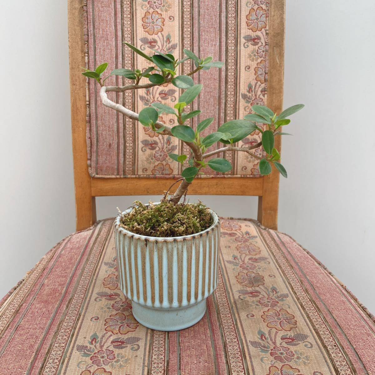 Amazon.co.jp: パンダガジュマル曲がり 螺旋状 陶器鉢受け皿付き 約3号