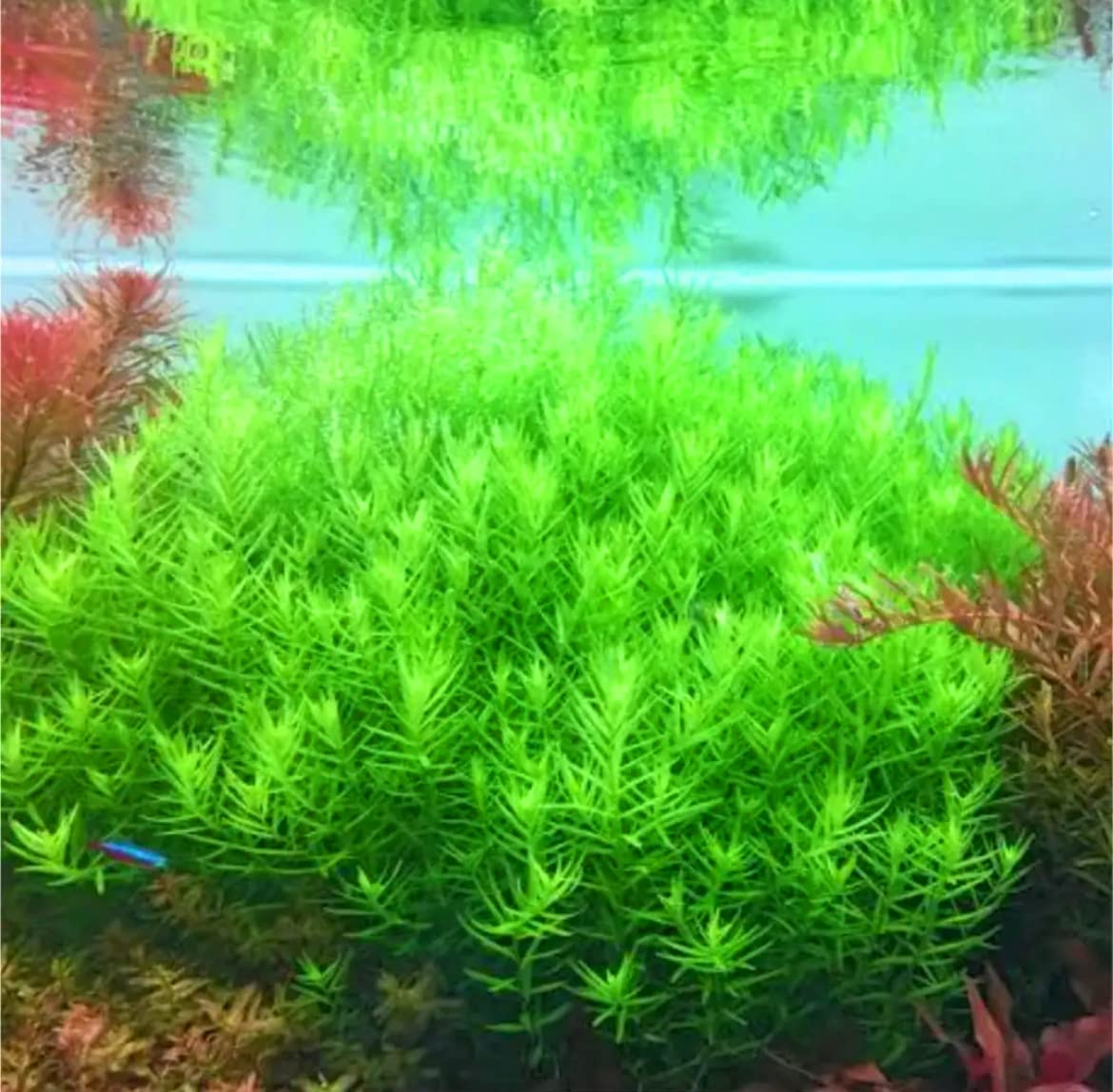 Amazon | （coco'sshop）水草 グリーンロタラ 水中葉 5本 【セラミック