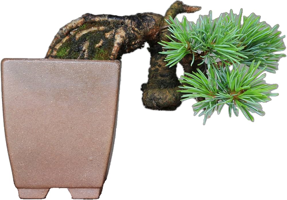 Amazon.co.jp: 吾妻五葉松『宝来』ミニ盆栽 【泰寿園 Online】 : DIY