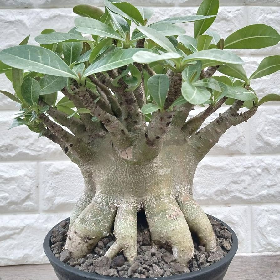 a73 アデニウム ドワーフ アラビカム タコ足 アデニウム ドワーフ タコ