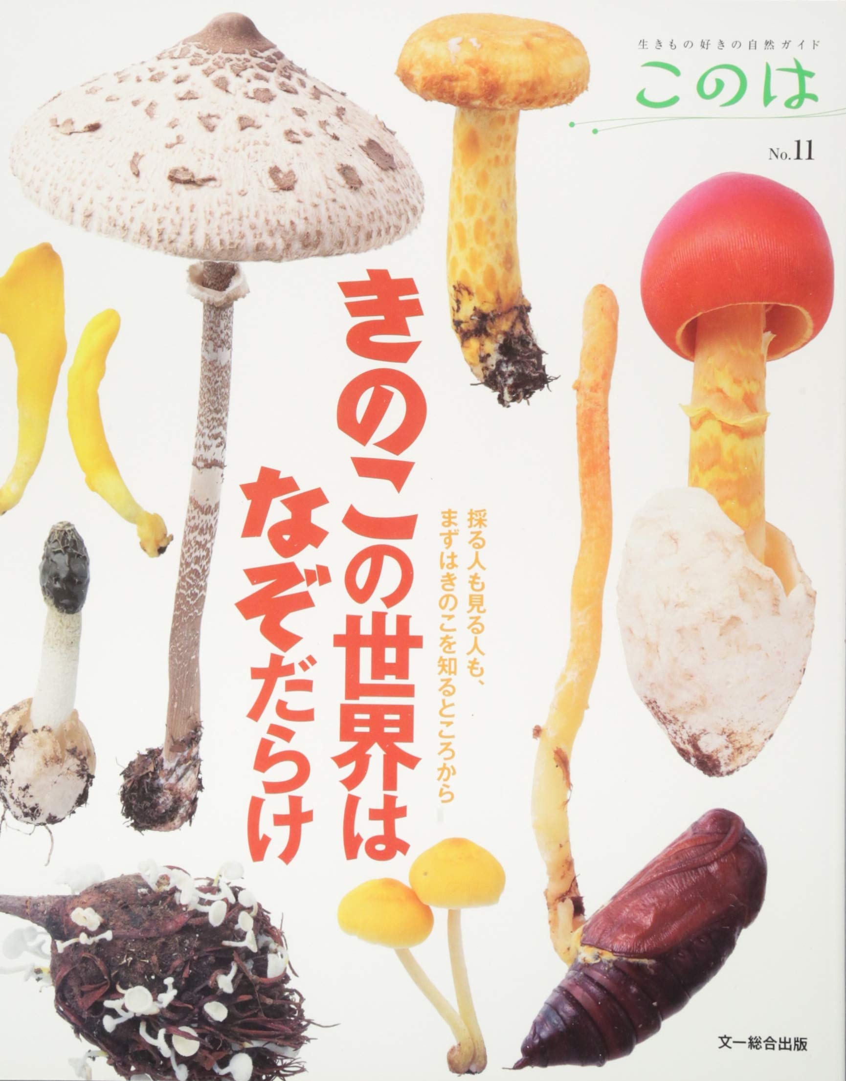 きのこの世界はなぞだらけ—採る人も見る人も、まずはきのこを知る