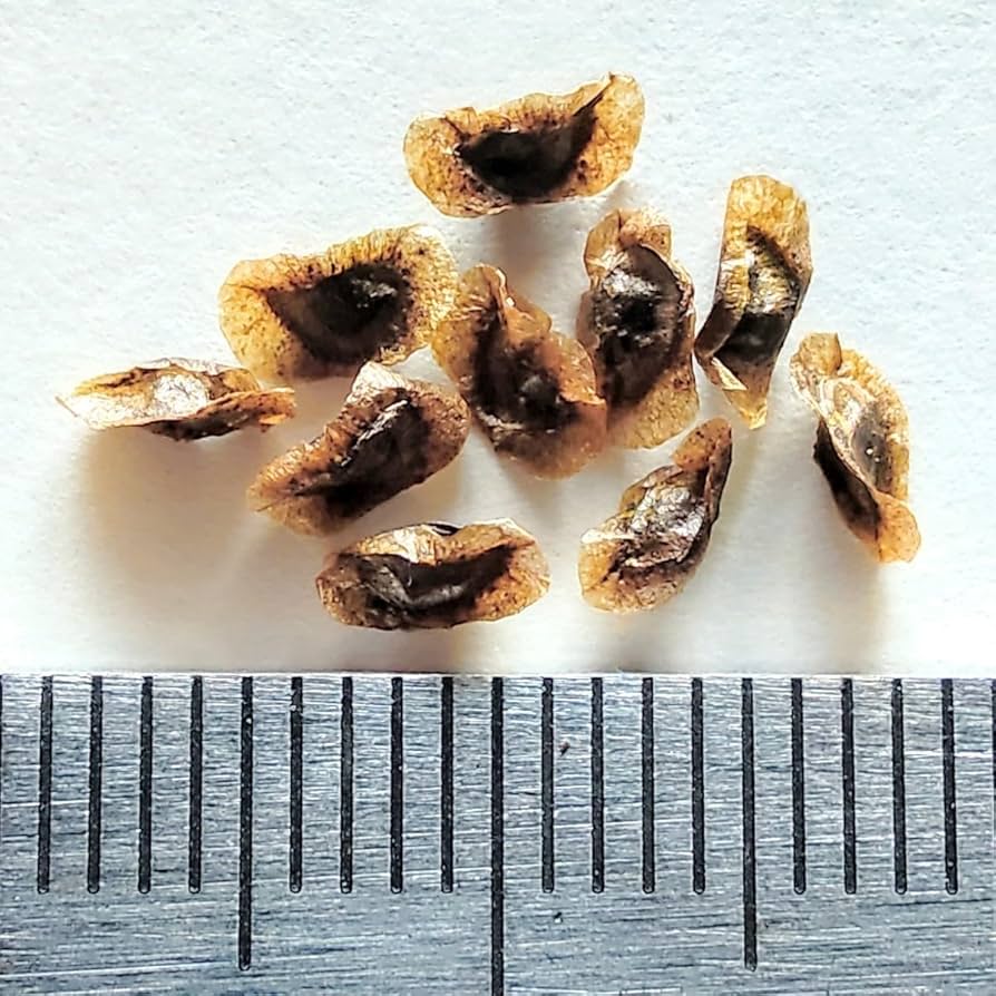 Amazon.co.jp: 自家採種“種子”15粒Aloe greatheadii (Rustenburg, RSA