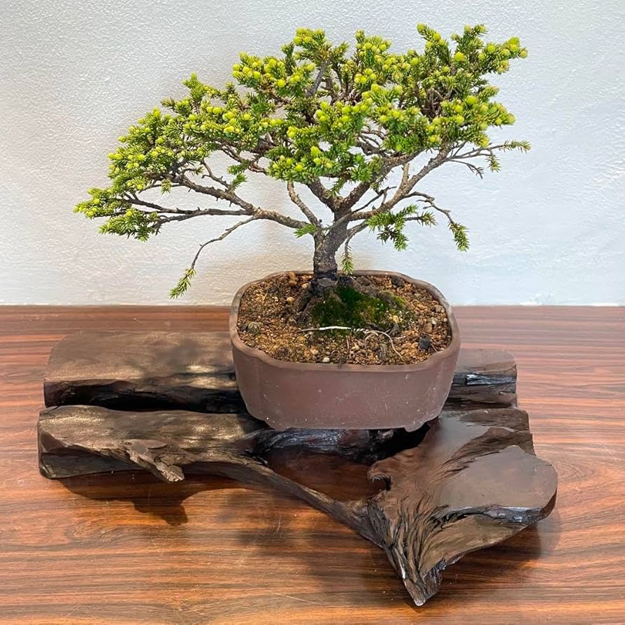 Amazon.co.jp: 840 花台 盆栽台 流木インテリア 生け花 : おもちゃ