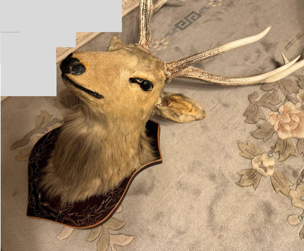 Amazon.co.jp: 豪華鹿シカはく製剥製角置物インテリア蝦夷シカ北海道