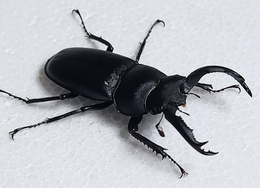 Amazon | アマミシカクワガタ 成虫ペア 45.0mm×32.0mm 国産 離島種（No