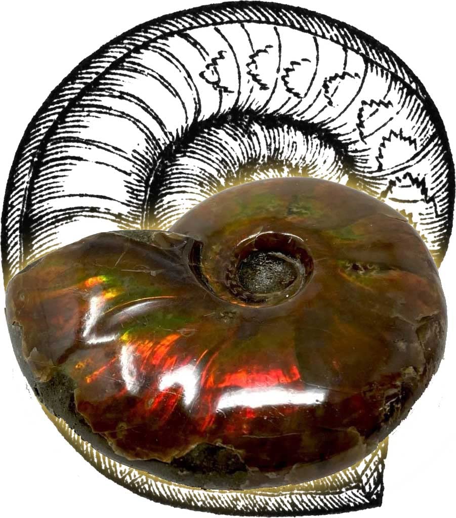 Amazon | SCIENCE 化石標本 Ammonite Red Iridescent「アンモナイト