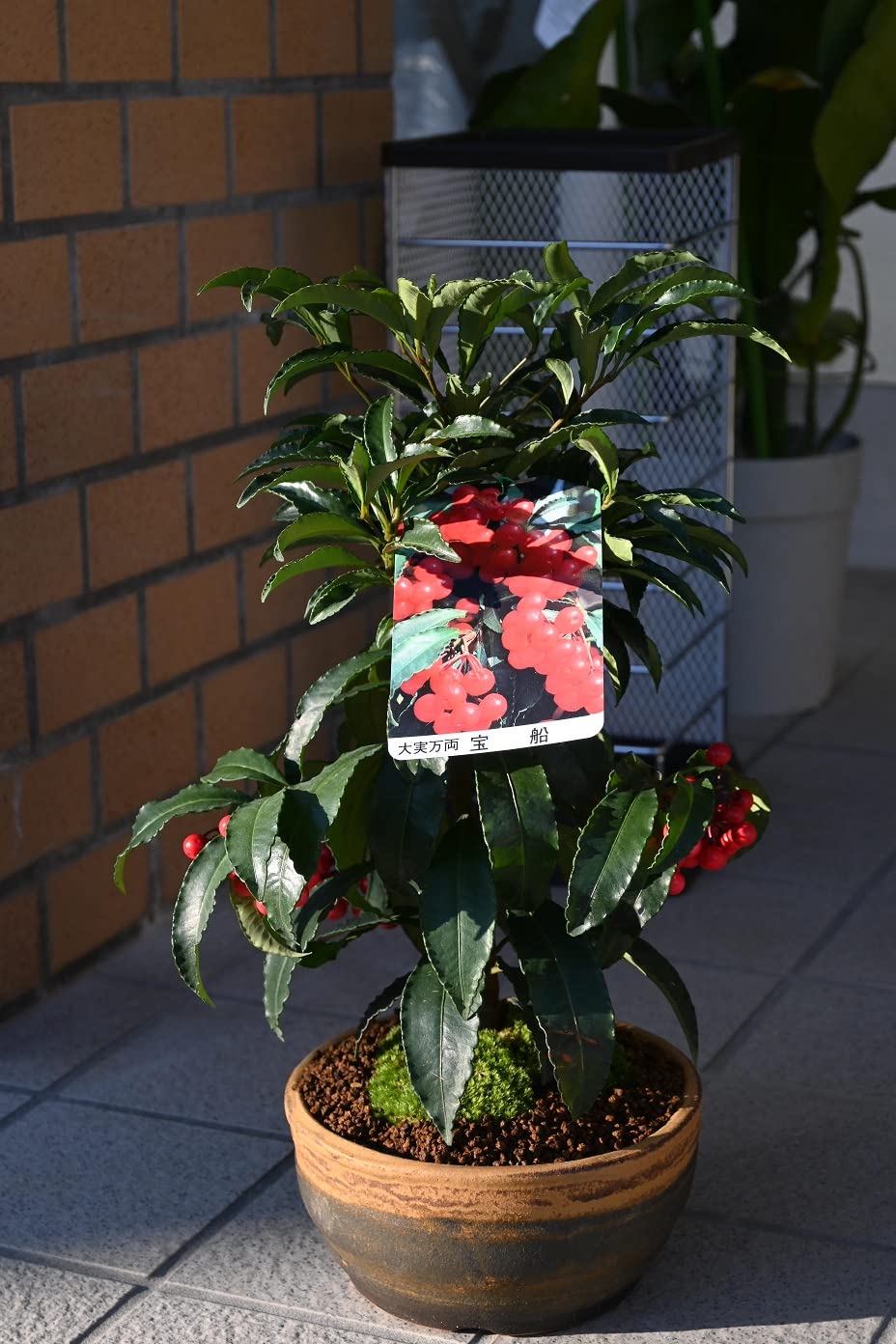 Amazon.co.jp: 縁起の良い鉢花盆栽 万両盆栽 : DIY・工具・ガーデン