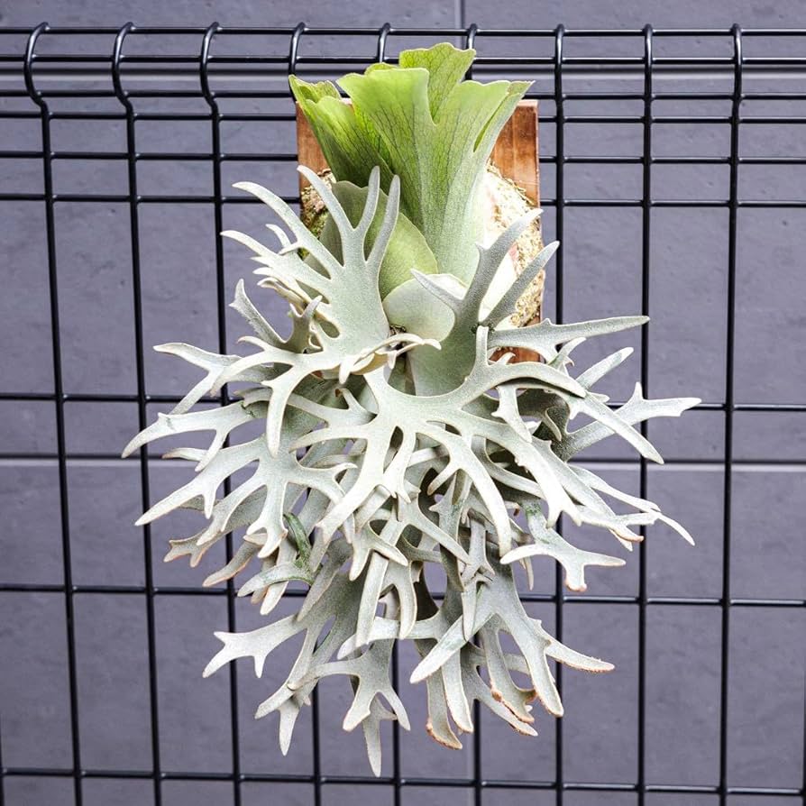 willinckii Jenny #1 & OMG胞子 セット ビカクシダ ビカクシダ p