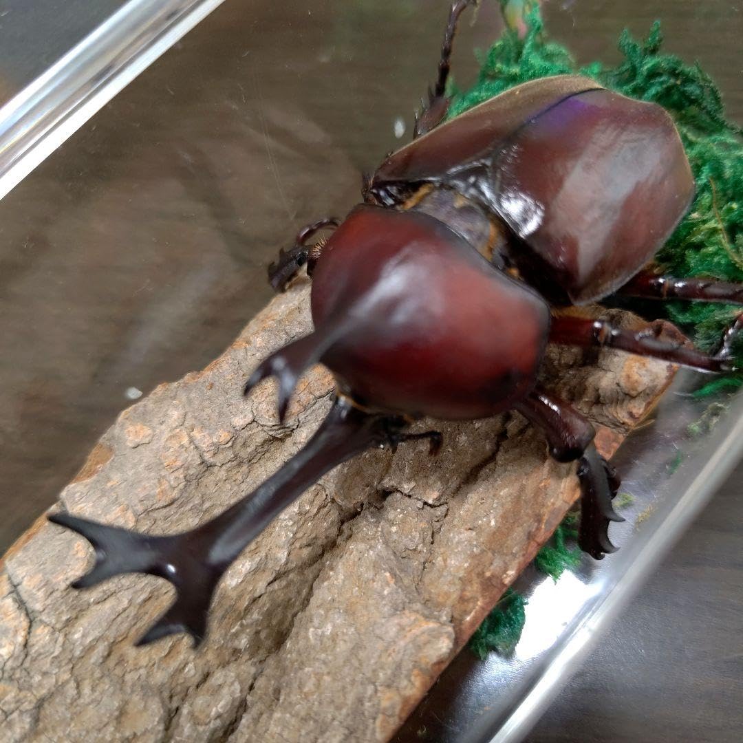 Amazon.co.jp: 特大レッド赤カブトムシ昆虫標本82mm頭角幅18mmぐらい夏