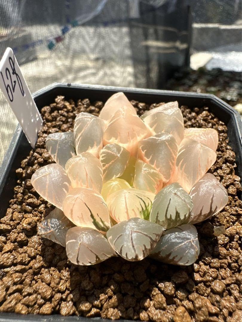 Amazon｜ハオルチア 多肉植物 水晶オブツーサ錦 実生糊斑｜観葉植物