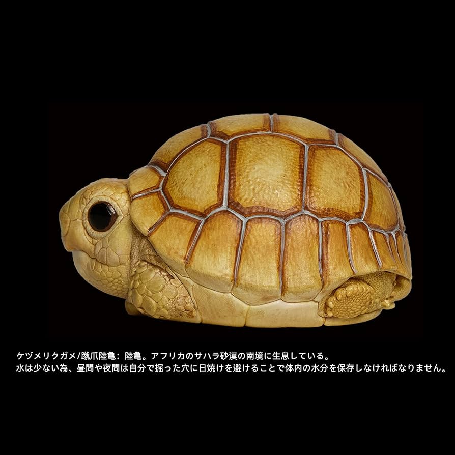 Amazon | BACALYSO | 動物惑星 五周年 限定版 カメ 亀 ガチャガチャ