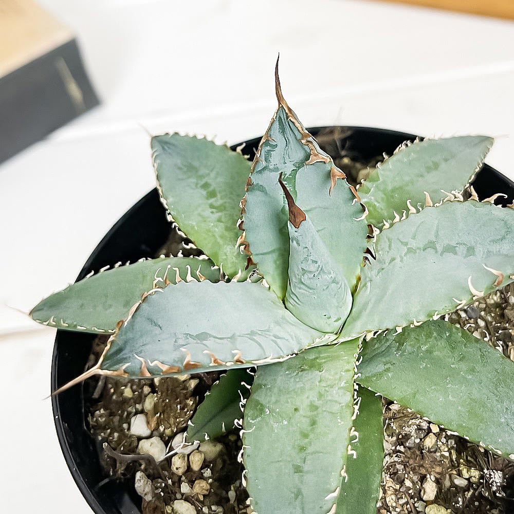 Amazon.co.jp: PLANCHU 多肉植物 アガベ チタノタ ライオンズメーン