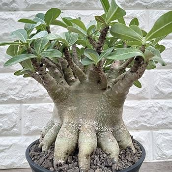 Amazon.co.jp: g68 アデニウム ドワーフ タコ足 塊根植物 アラビカム