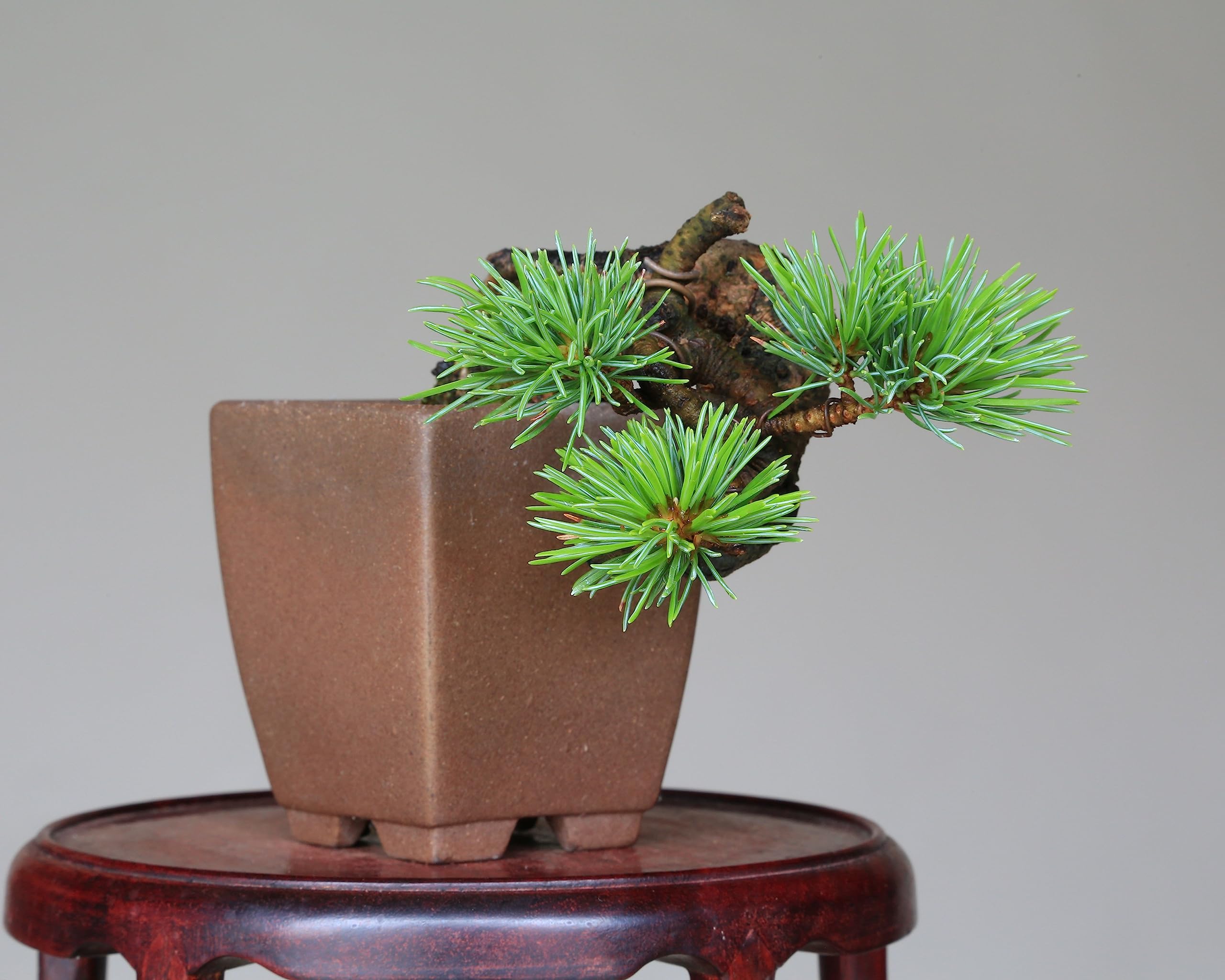 Amazon.co.jp: 吾妻五葉松『宝来』ミニ盆栽 【泰寿園 Online】 : DIY