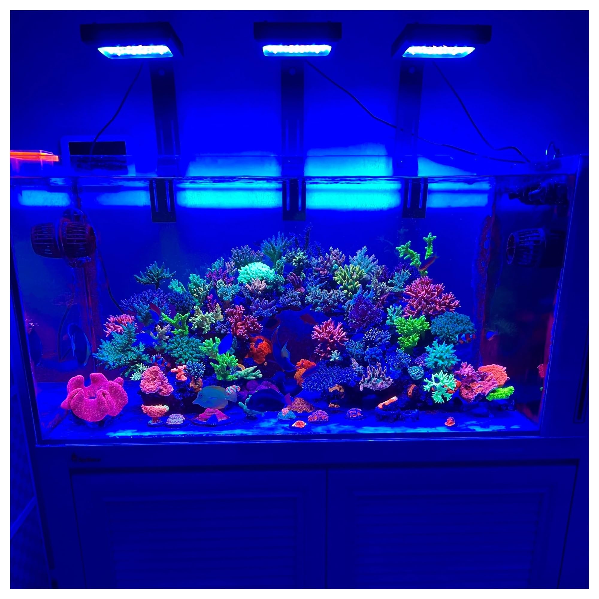 Amazon.co.jp: 水槽ライト SPS と LPS サンゴ水族館の両方のリーフ