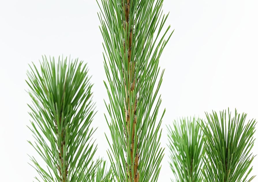 Amazon｜花木屋 若枝松 生花 切花 2L 120cm｜切り花 オンライン通販