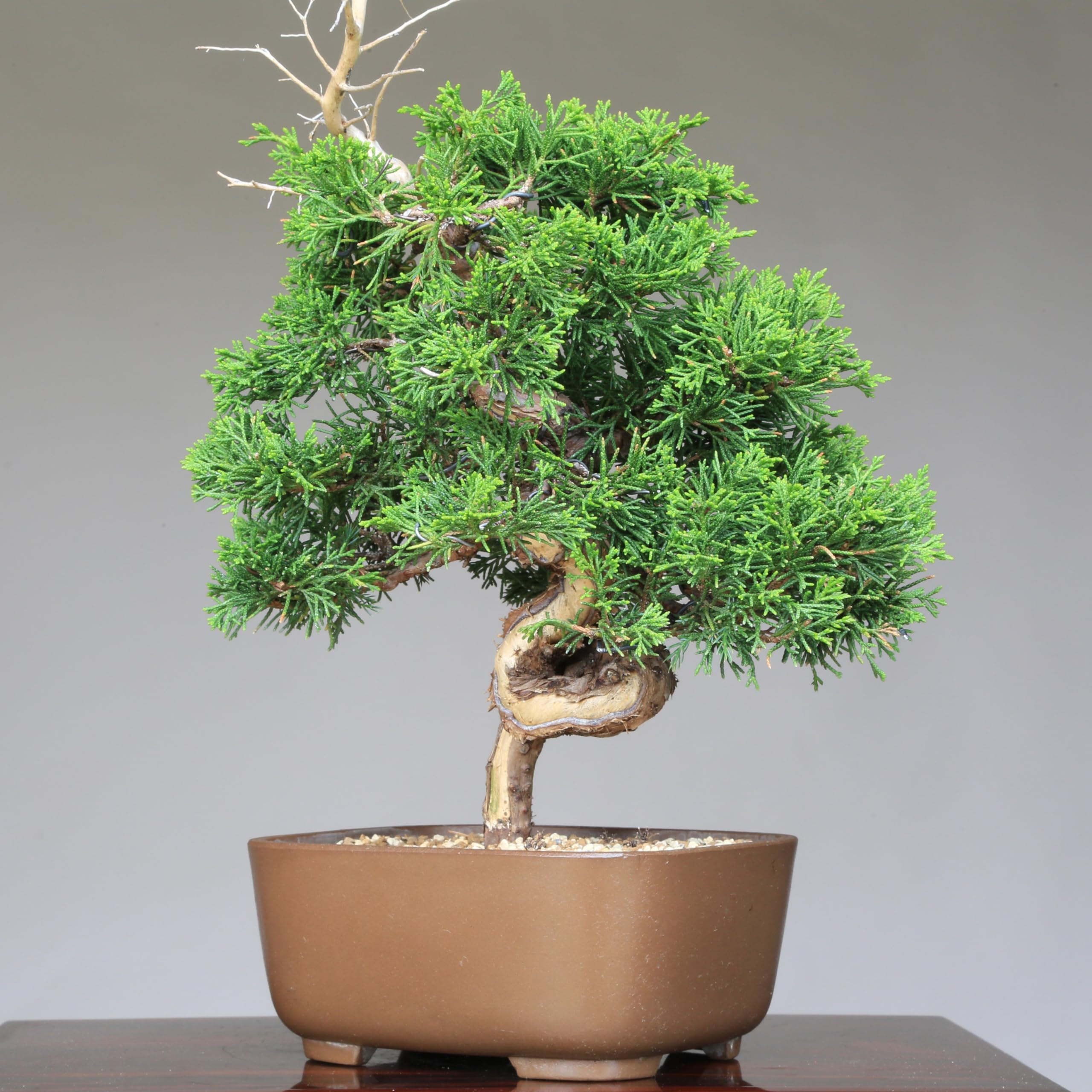 Amazon.co.jp: 糸魚川真柏（捻転幹・ジン・シャリ）小品盆栽 【泰寿園