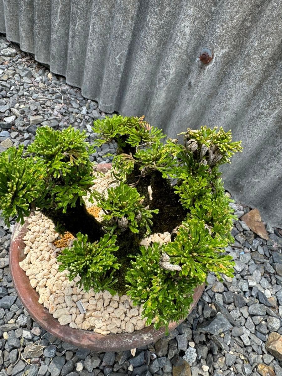 Amazon.co.jp: 30年物 岩松 イワヒバ 岩ヒバ 盆栽 山野草 高山植物 331