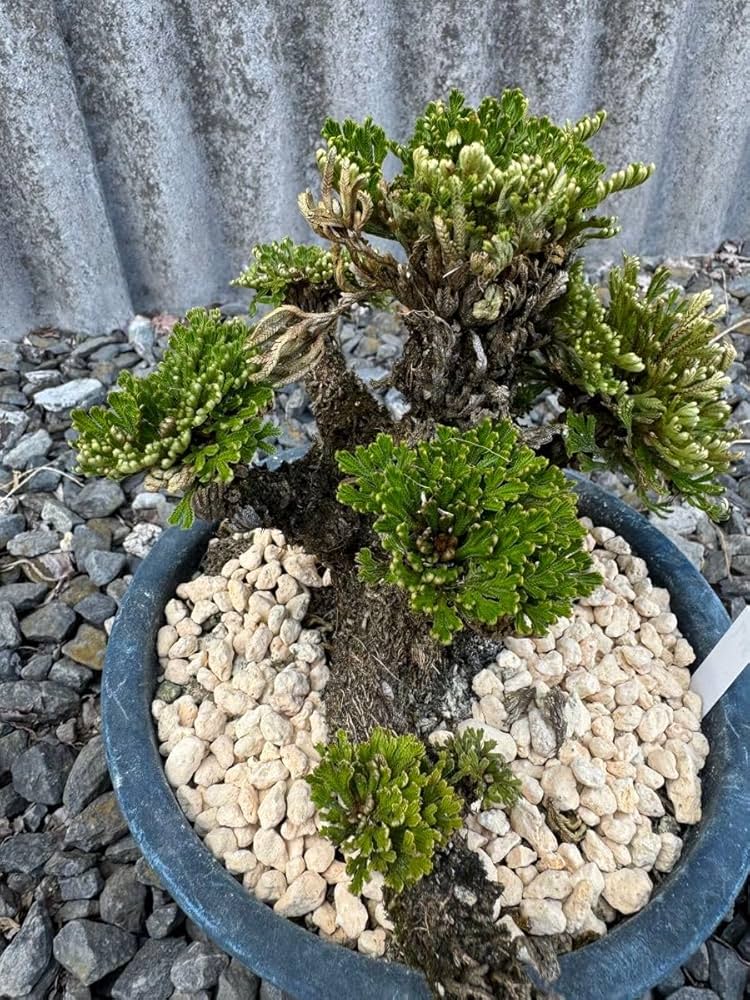 Amazon.co.jp: 岩松 イワヒバ 岩ヒバ 盆栽 山野草 高山植物 317 : DIY