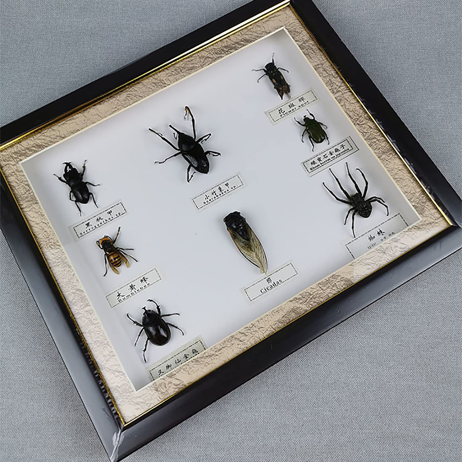 Mori出品 立体標本5点 Mori出品 立体標本5点 Mori様 専用出品 立体標本5点