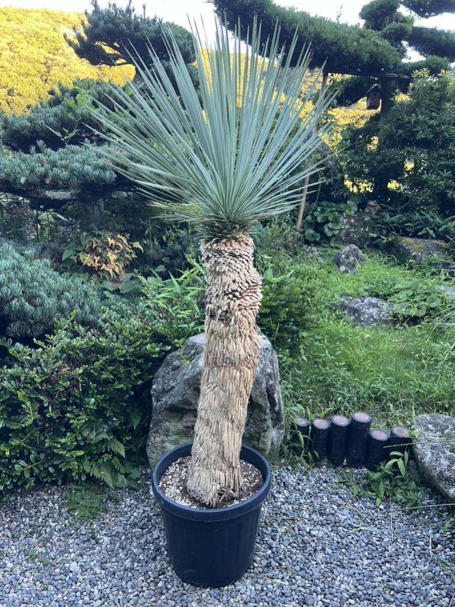 特割 ユッカロストラータ (も)専用出品 特割 ユッカ ロストラータ 太株