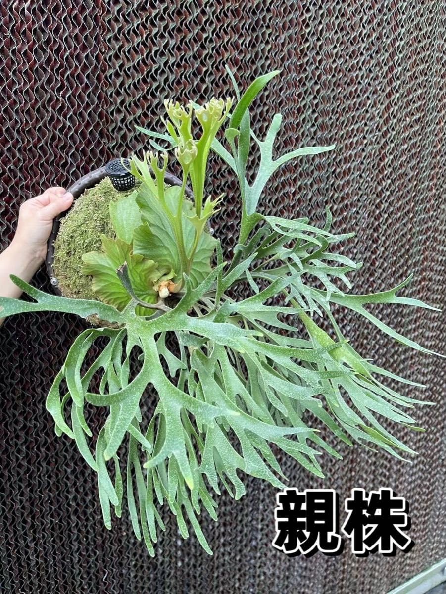 Amazon.co.jp: ビカクシダMt. Kitshakood Thin & Dwarf spore