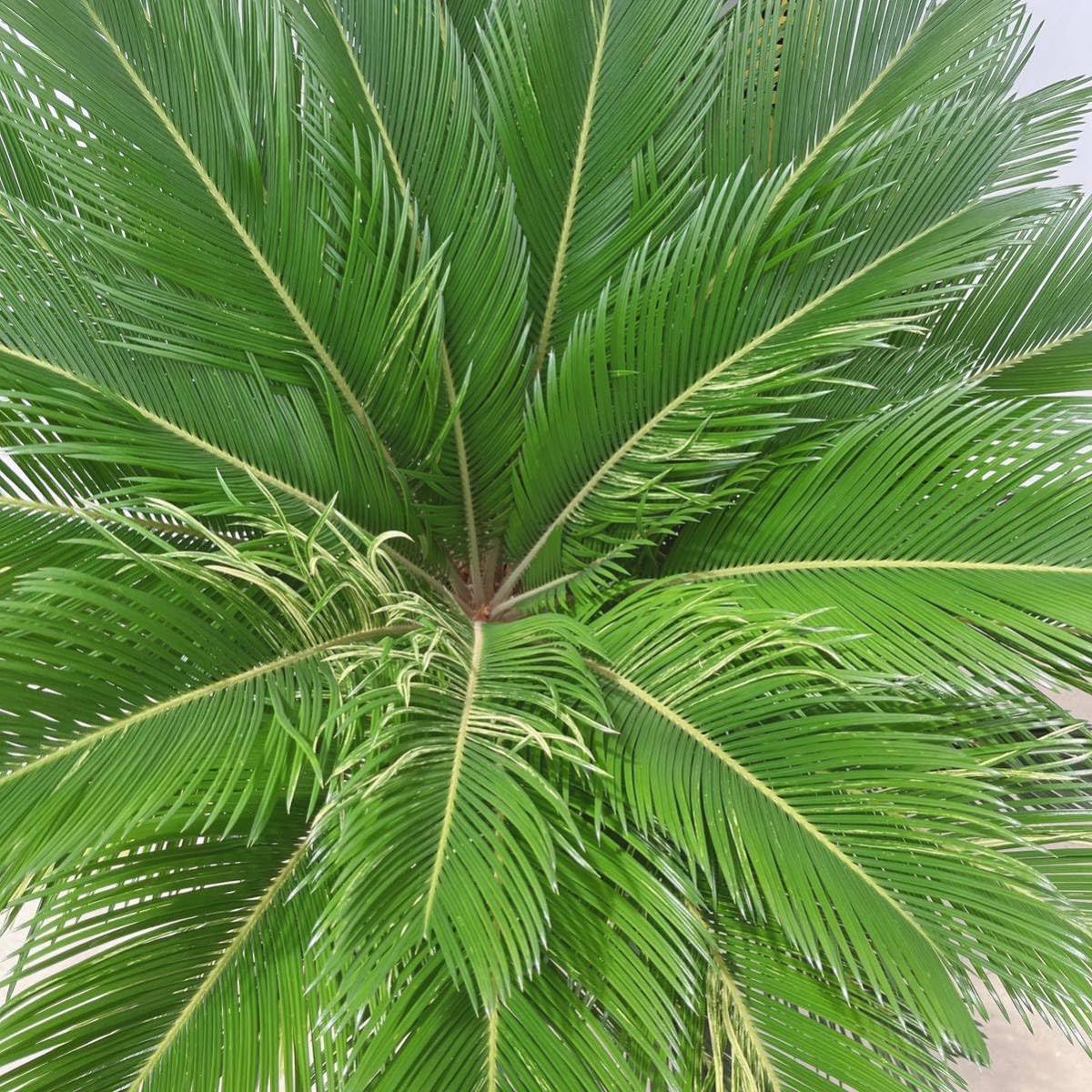 Amazon.co.jp: 斑入りソテツ 10号 大型大株 品種レア 蘇鉄 地植え