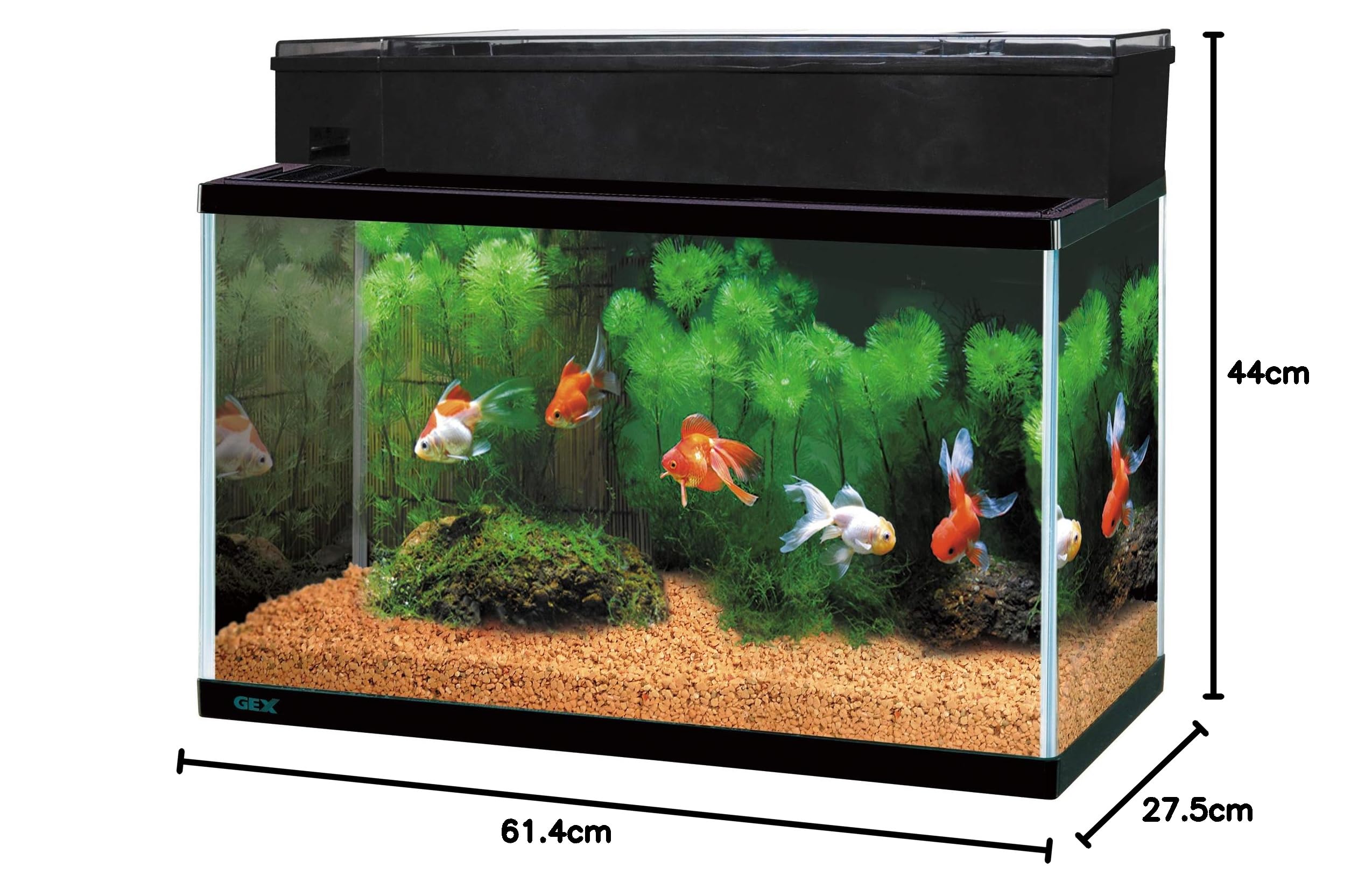 Amazon | ジェックス GEX AQUARIUM ガラス マリーナ600BKS デュアル