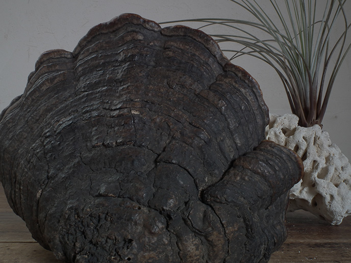 天然木 大型 観賞木置台 オブジェ サルノコシカケ (下の台座お付けし