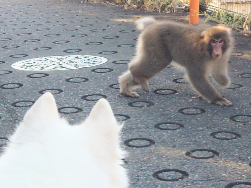 都内で目撃情報が相次ぐ「サル」町田市にも出没。多摩市からは去る