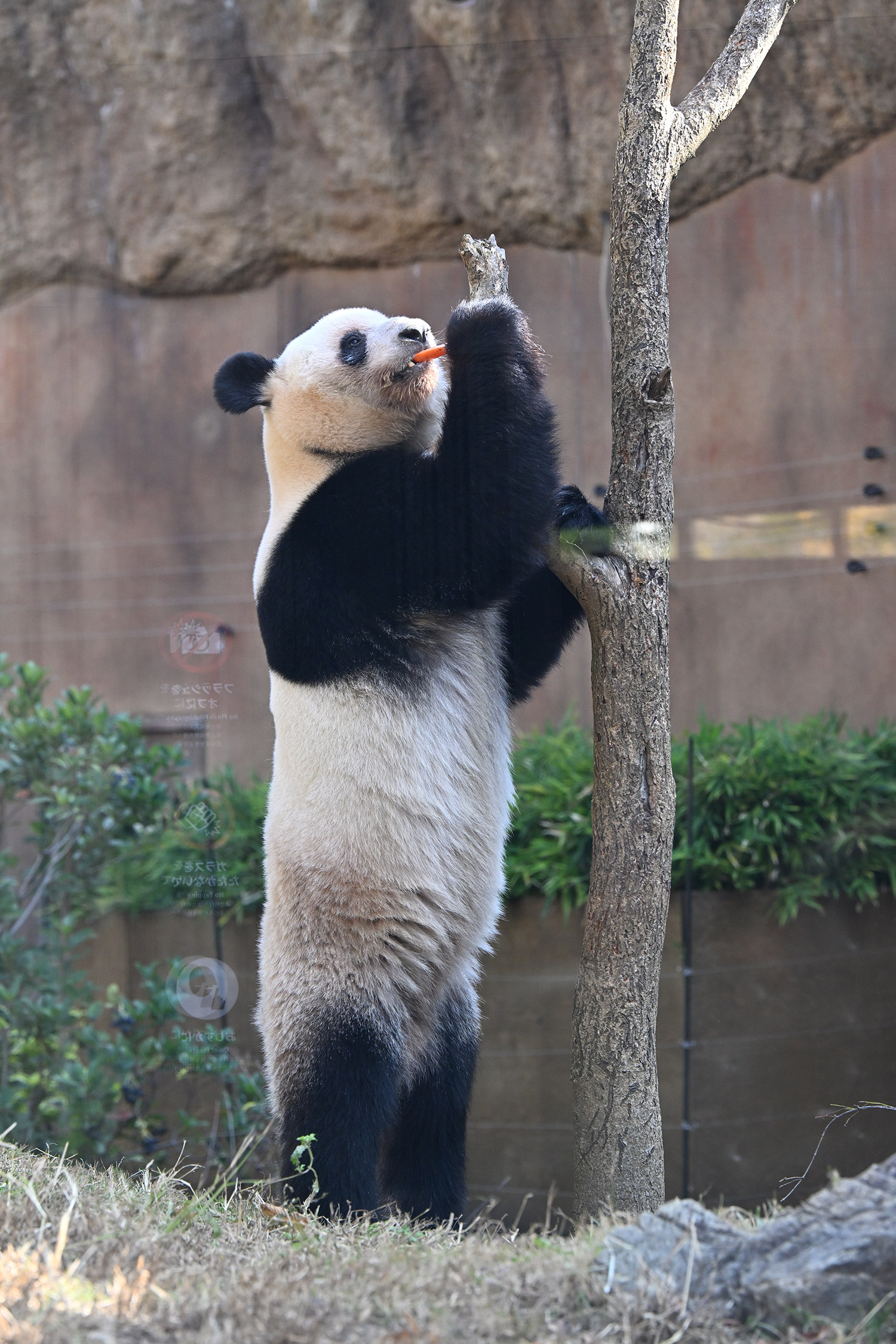 今日のパンダ（4009日目）