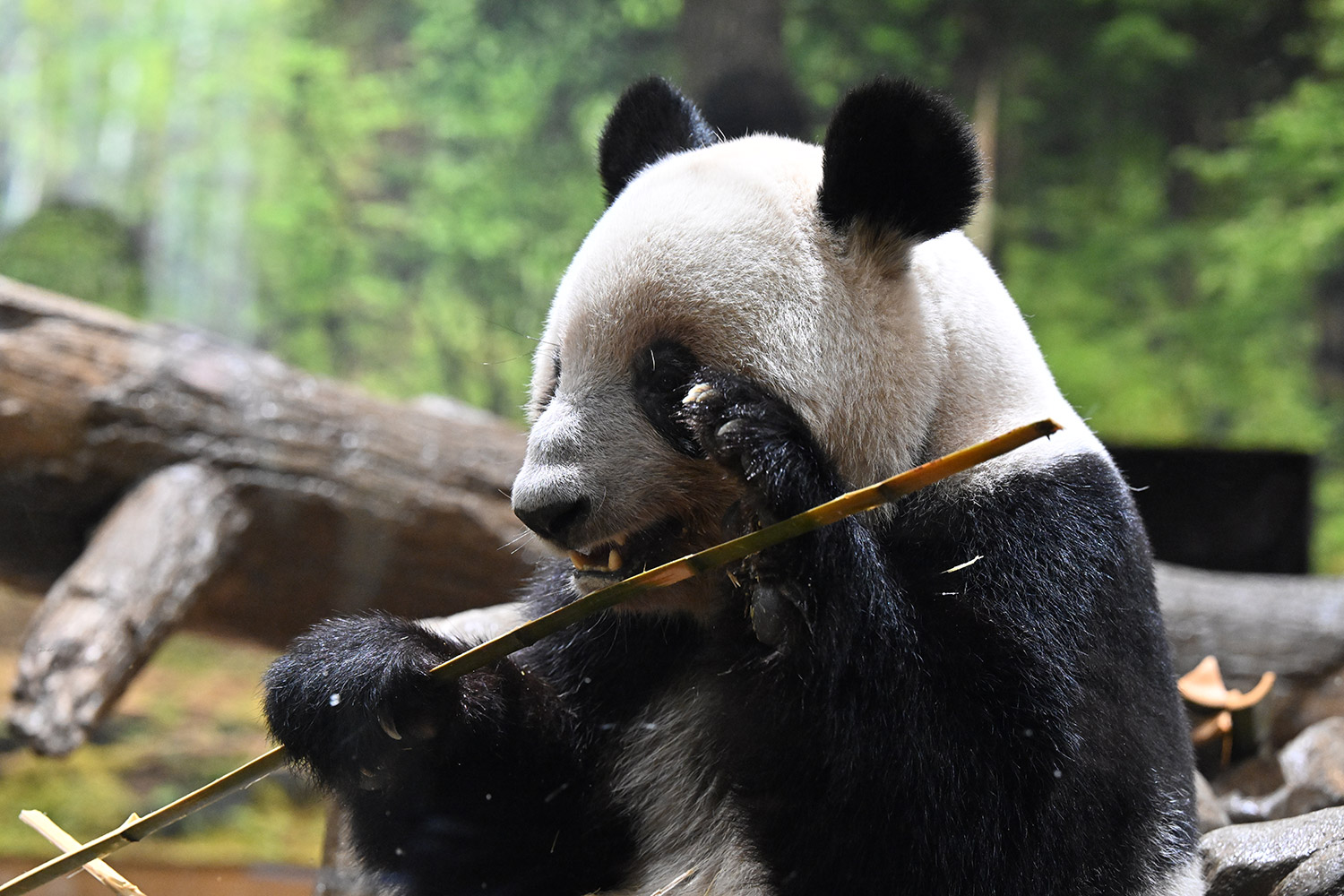 今日のパンダ（4009日目）
