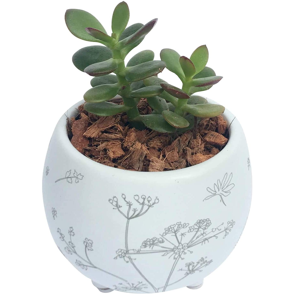 お金のなる木 金のなる木 花月 多肉植物 観葉植物 鉢植え 誕生日