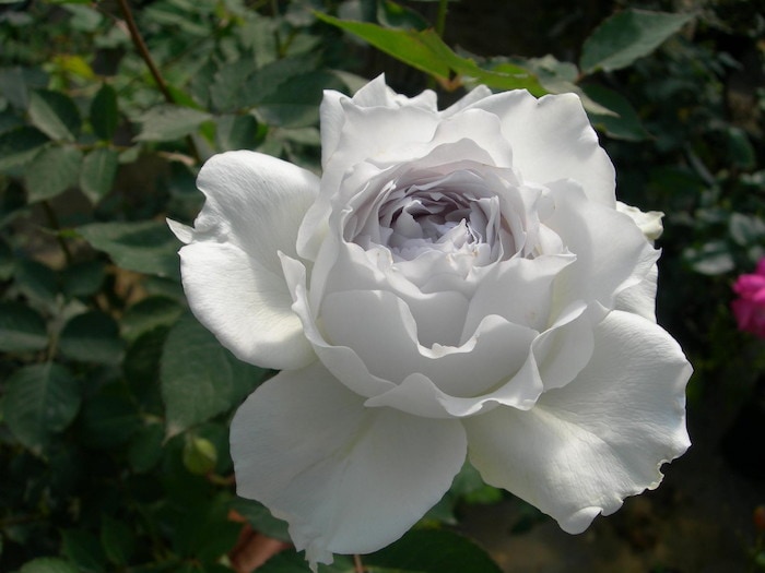 バラ苗【中苗】ガブリエル 国産苗 6号鉢植え品［農林水産省 登録品種