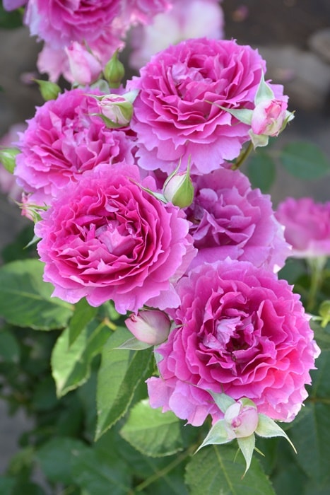 冬季大苗】バラ苗 シェエラザード 国産苗 6号鉢植え品［農林水産省