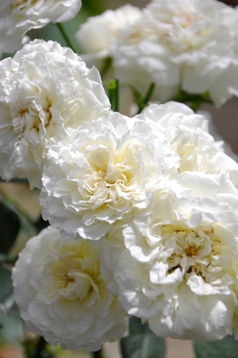 大苗】バラ苗 ホワイトメイディランド 国産苗 6号鉢植え品《J-CL20